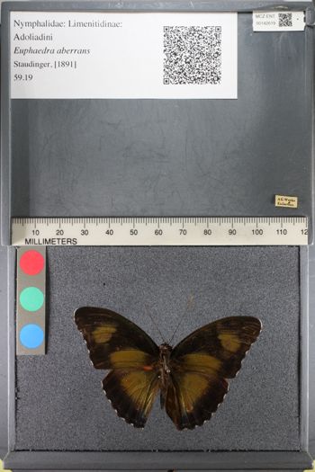 Media type: image;   Entomology 142619